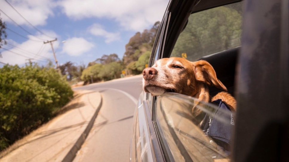 driving with dogs