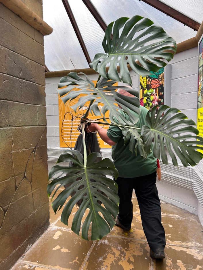 Audrey at Tropical World: The huge monstera, popularly known as a cheese plant, has been a resident in a stairwell at Leeds General Infirmary’s medical school since the 1970s, where staff affectionately named her Audrey.