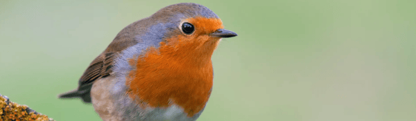 Love Birds at Lotherton-2: Love Birds at Lotherton-2