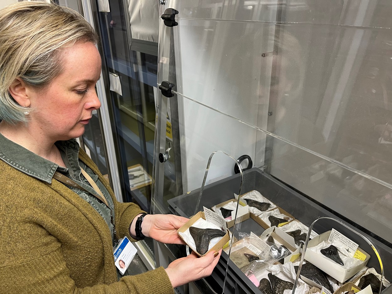 Store 2 at Leeds Discovery Centre: Clare Brown, Leeds Museums and Galleries' curator of natural sciences, with gigantic teeth from prehistoric apex predator Megalodon. An extinct species of shark which roamed the world’s oceans more than 20 million years ago, Megalodon grew to more than 50ft long and weighed in excess of 60 tonnes.
Because of the very specific strata of rock they are fossilised in, Megalodon teeth can give off trace amounts of radiation which can be harmful if exposure to it is prolonged.