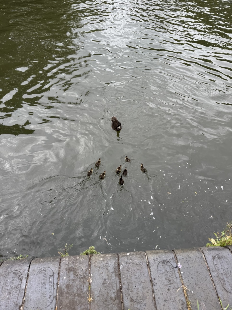 Ducks in River Kennet