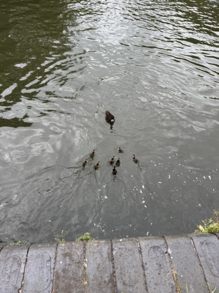 Ducks in River Kennet