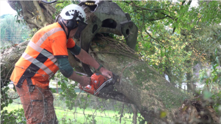 Lampeter Tree Services 6