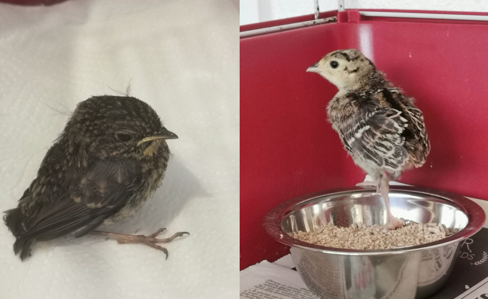 Some of the birds being cared for at Cornish Bird of Prey Centre