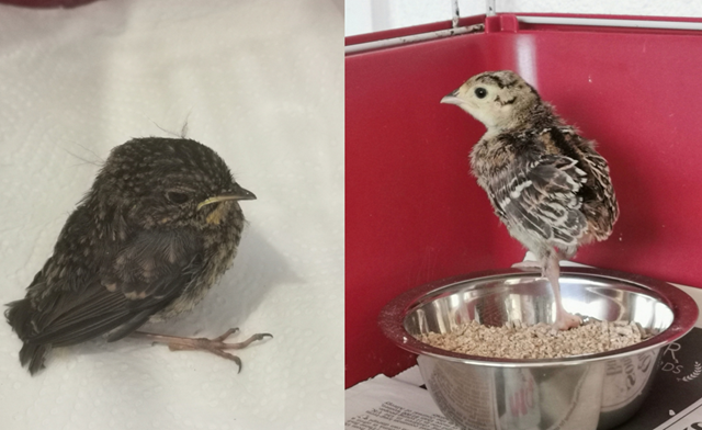 From rail to rehab – how Network Rail is helping a Cornish wildlife centre nurse animals back to health: Some of the birds being cared for at Cornish Bird of Prey Centre