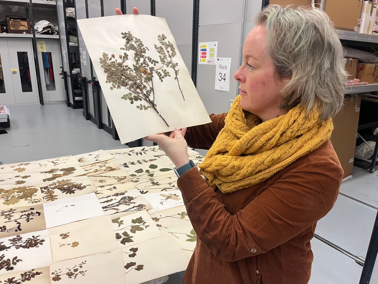 Dead Plant Society: Curator Clare Brown with just a few of the city’s vast collection of precious herbarium sheets was collected by botanists and horticulturalists over the past 200 years, with many of the fragile plants gathered in parks and grassland in east Leeds.
Stored at the Leeds Discovery Centre, the plants are now set to be studied by people living and working in the same area where they once grew, connecting their communities and ecosystems through time.