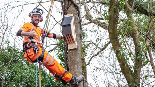 Denham Trees-4: Arborist XX puts a bird box up a tree near Denham, Bucks