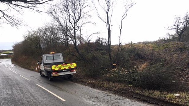 Fallen tree Hollins Lane Lancashire