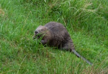 Beaver ©Libby Penman NatureScot