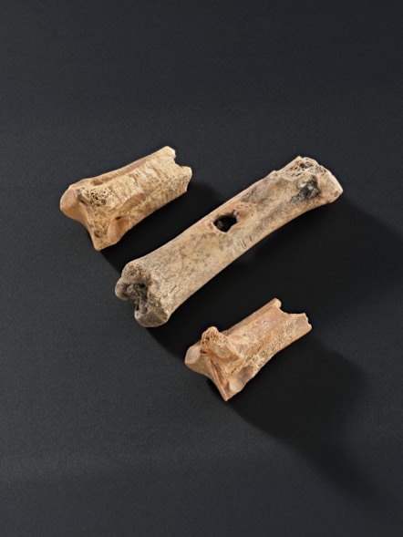 buzz bones - copyright National Museums Scotland