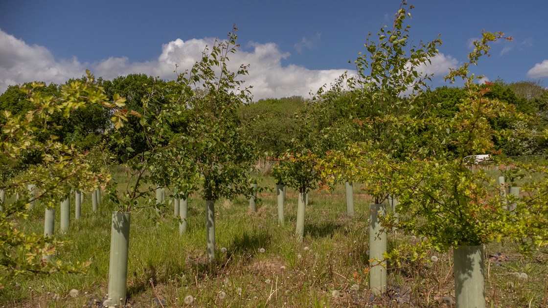 Established tree saplings at Cubbington Woods, May 2022