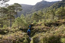 Scots pine at Beinn Eighe National Nature Reserve. ©Lorne Gill-NatureScot