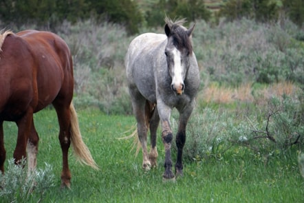 Horses grazing file pic