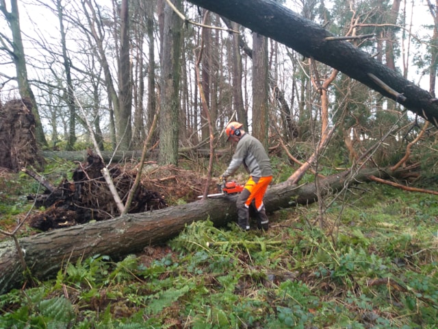 Professional at work clearing storm damaged trees