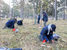 Sowing cow-wheat seed at Loch Arkaig. © Royal Botanic Garden Edinburgh: Sowing small cow-wheat seed at Loch Arkaig, in collaboration with the Woodland Trust and the Arkaig Community Forest Group. © Royal Botanic Garden Edinburgh.