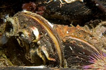 Horse mussels with tube worms and a green sea urchin, Graham Saunders © Marine Scotland.: Horse mussels with tube worms and a green sea urchin, Graham Saunders © Marine Scotland. One-off use.