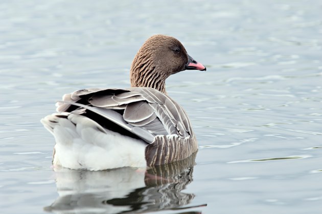 Pink-footed goose - Free use, credit NatureScot-Lorne Gill