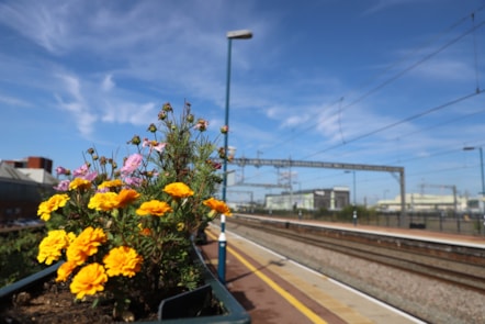 Rugby in Bloom 2