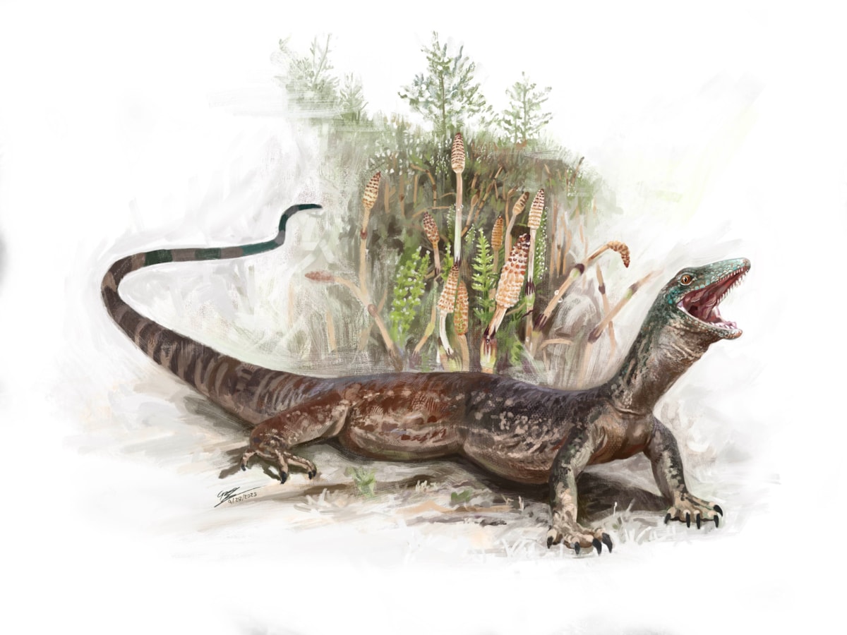 Breugnathair elgolensis artist reconstruction. Image © Brennan Stokkermans 