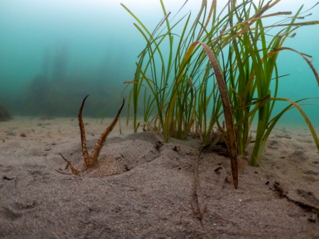 Seagrass in Cornwall