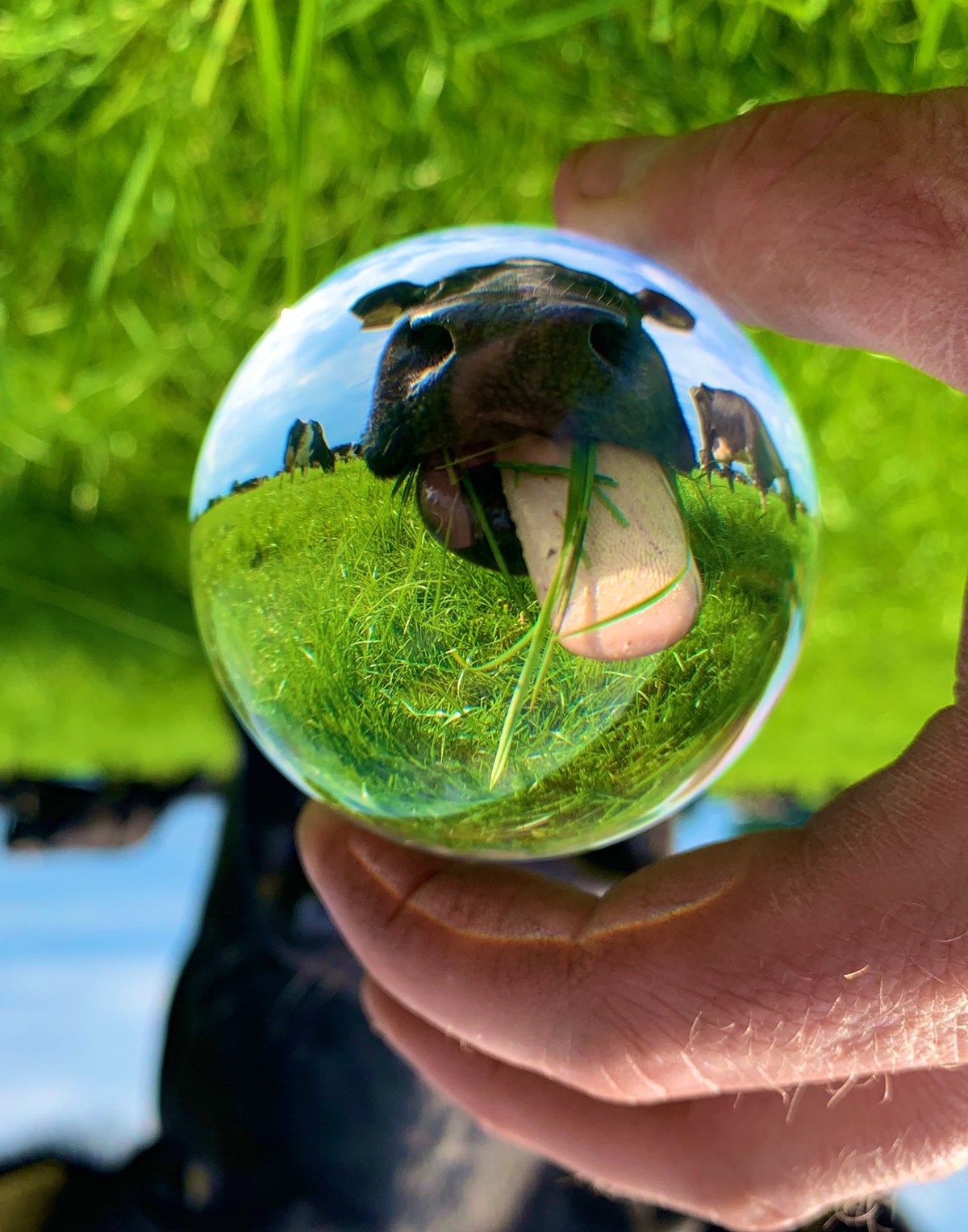 Crystal ball four Credit James Muir, an Arla farmer from Staffordshire Twitter muirtwit