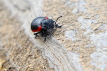 Plantain Leaf Beetle (c) Mike Partridge: Plantain Leaf Beetle (c) Mike Partridge