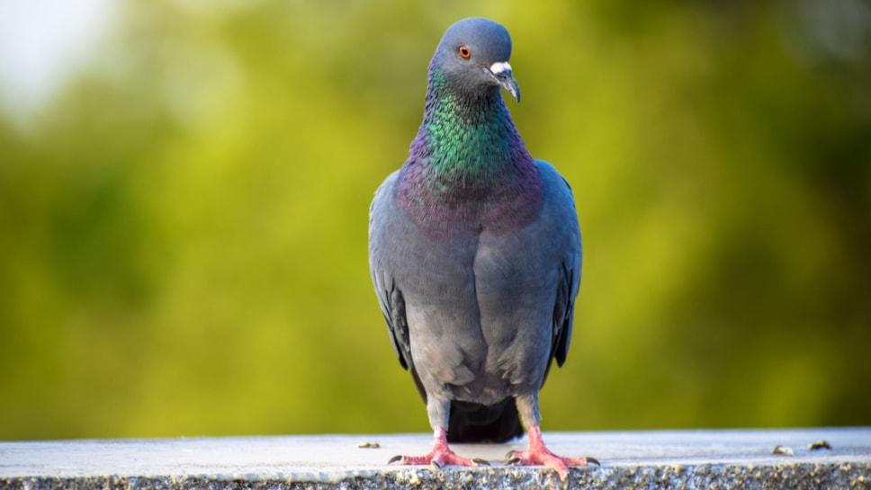 Pigeon on a wall