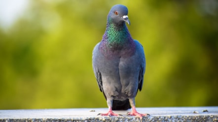 Pigeon on a wall