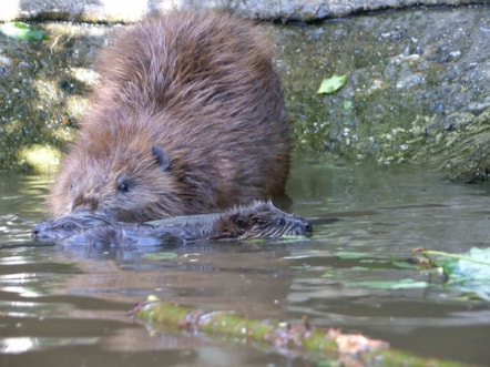 Beaver-credit-Ray-Lewis-Kent-Wildlife-Trust (1)