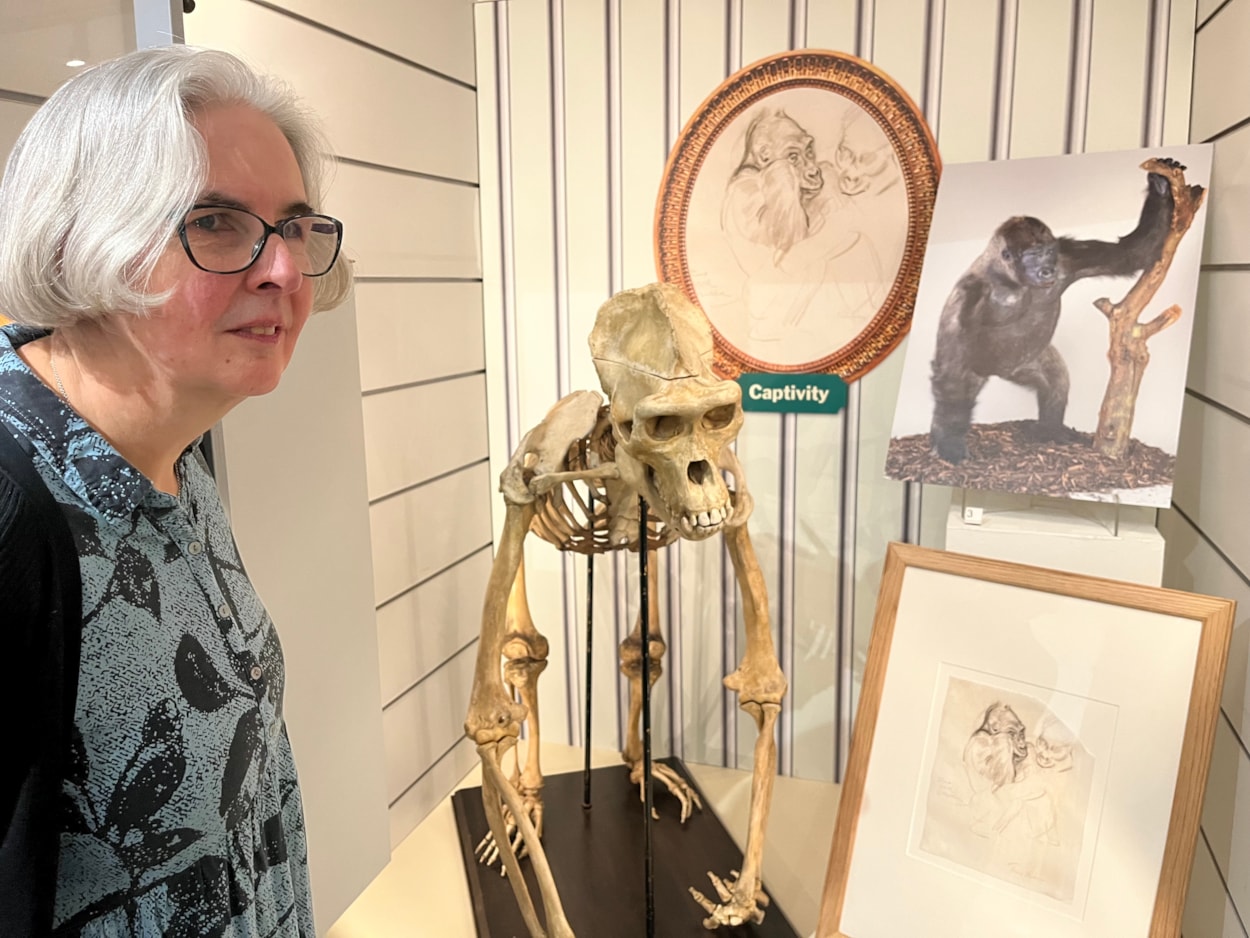In the Picture: Curator Kitty Ross with the skeleton of Mok the gorilla, who in life was one half of a primate celebrity couple.
Captured in Central Africa, Mok was originally put in a cage in the lobby of a Parisian hotel before being bought by London Zoo and shipped to the capital in 1932.
The skeleton is on display as part of In the Picture at Abbey House Museum.