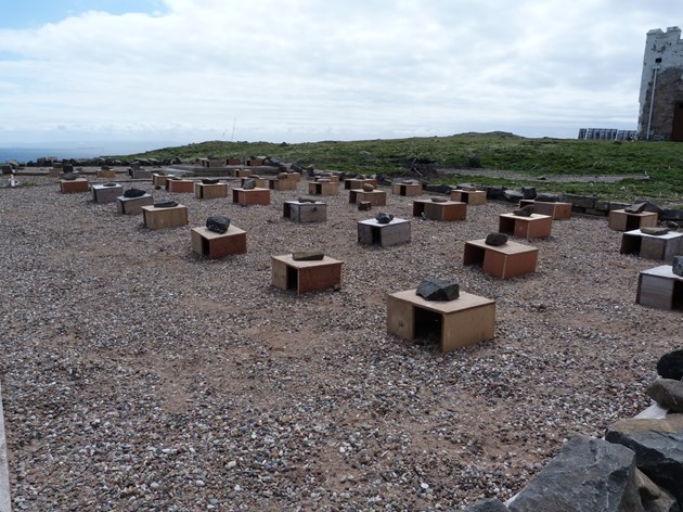 Tern Terrace isle of May (credit SNH-David Steel)