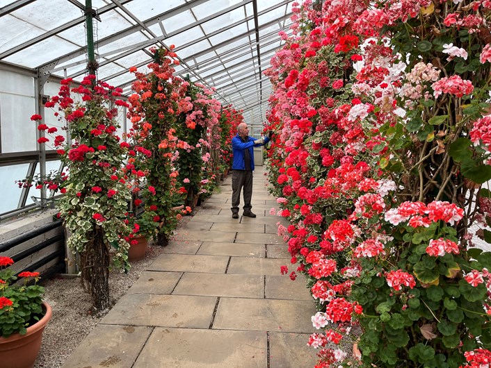 Temple Newsam hothouse: Volunteer gardener Steve Ball tends to the stunning Zonal Pelargoniums which have burst into life in the hothouse at Temple Newsam's Walled Garden.