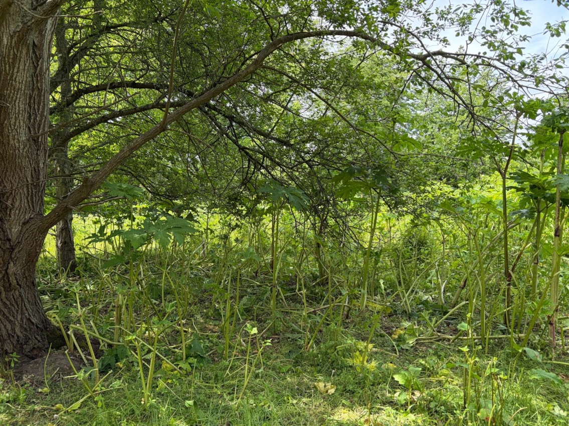 Giant Hogweed
