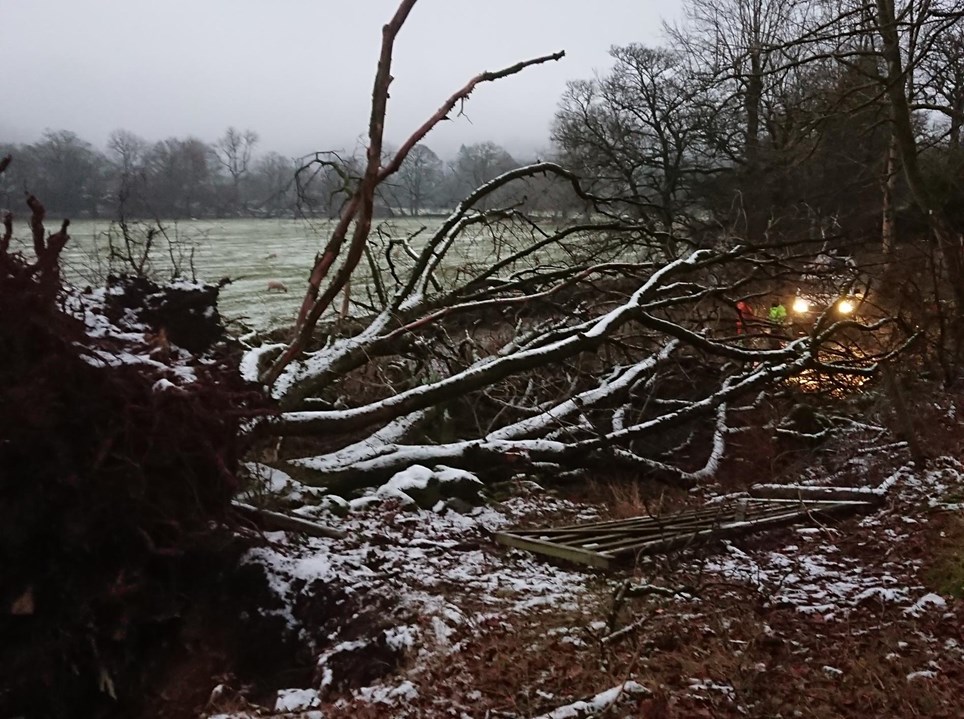 Trees down in Ambleside