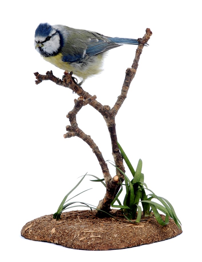 Birdwatching project: A blue tit from the Leeds Museums and Galleries collection which is being used to help home birdwatchers identify birds in their gardens.