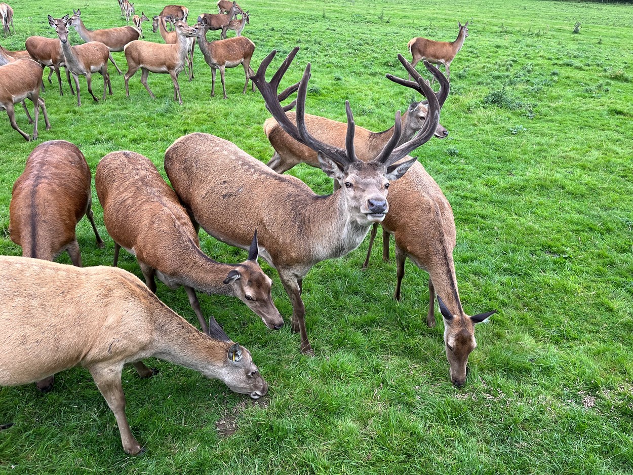 Deer park tours at Lotherton: Lotherton has been home to red deer since the 1980s, and today an estimated 45-strong herd, led by an impressive stag affectionately known as Teddy, lives in Lotherton’s specially maintained deer park.

Over the school summer holidays, visitors can join a brand new programme of tractor trailer tours, with staff taking them out into the park and amongst the herd as they learn more about the magnificent animals and their habitat.