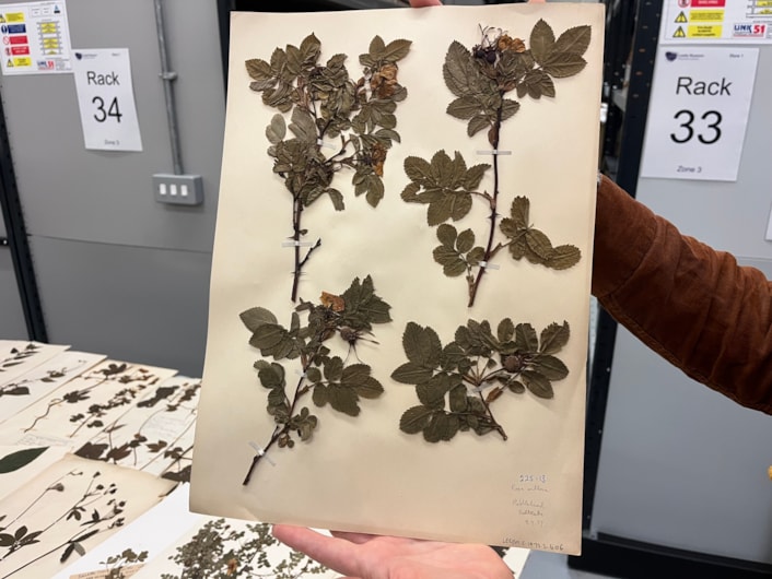 Dead Plant Society: Just a few of the city’s vast collection of precious herbarium sheets was collected by botanists and horticulturalists over the past 200 years, with many of the fragile plants gathered in parks and grassland in east Leeds.
Stored at the Leeds Discovery Centre, the plants are now set to be studied by people living and working in the same area where they once grew, connecting their communities and ecosystems through time.