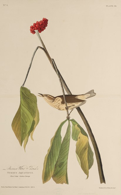 Print depicting a Louisiana Water Thrush from Birds of America, by John James Audubon. Image © National Museums Scotland