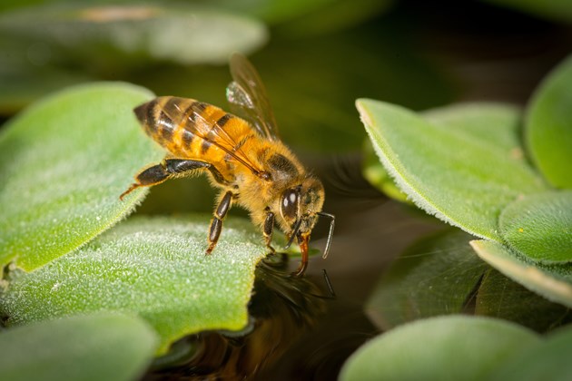 Honey bee sucking up water from edge of floating leaf - Adobe Stock: Honey bee sucking up water from edge of floating leaf - Adobe Stock