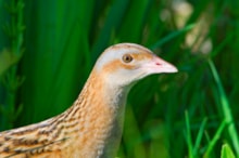 Corncrake 2 - South Uist - Lorne Gill NatureScot - Copy: Corncrake 2 - South Uist - Lorne Gill NatureScot - Copy