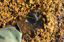 Sphagnum moss water storage © Lorne Gill SNH