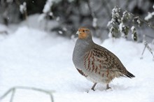 Grey partridge: A grey partridge walking in the snow ©Lorne Gill/NatureScot.