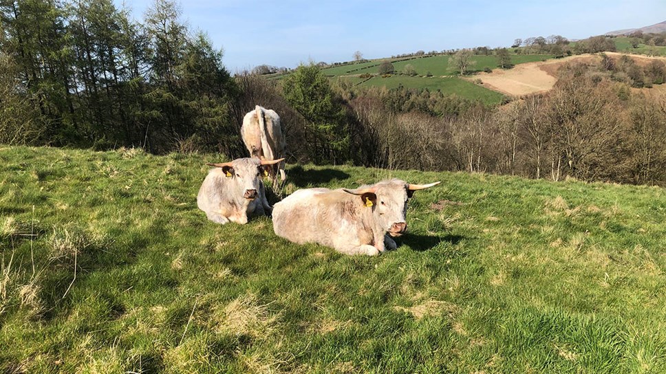 Two light brown cows lying on a grassy hillside under a blue sky and sunny sky with a third facing away from the camera