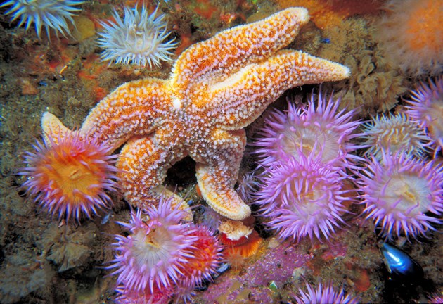 Sea Anemones (Sagaria elegans) and starfish, St.Kilda, Western Isles. Copyright Sue Scott-SNH