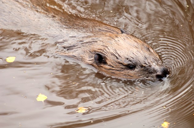 Report shows more beavers moved as population continues to expand: Beaver swimming ©Lorne Gill/NatureScot