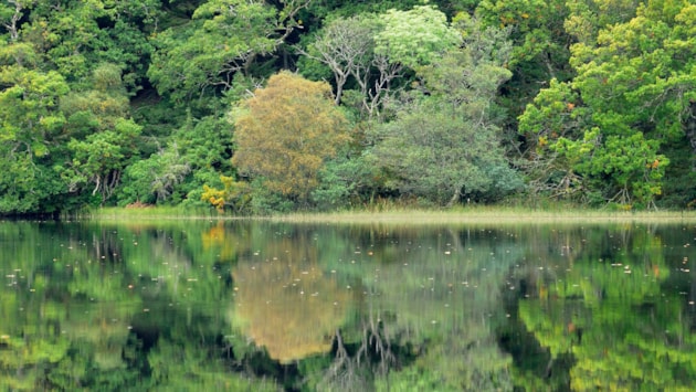 A’ mapadh dualchas coilltean na h-Alba an-dè airson a-màireach: Loch Coille-Bharr, Knapdale. Lorne Gill/NatureScot