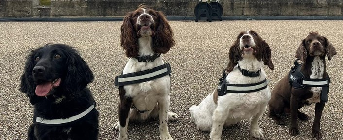 PD Isla and canine colleagues: PD Isla and canine colleagues