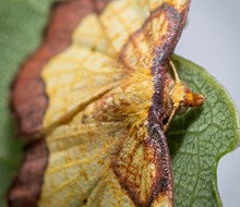 Dark bordered beauty moth - credit RZSS