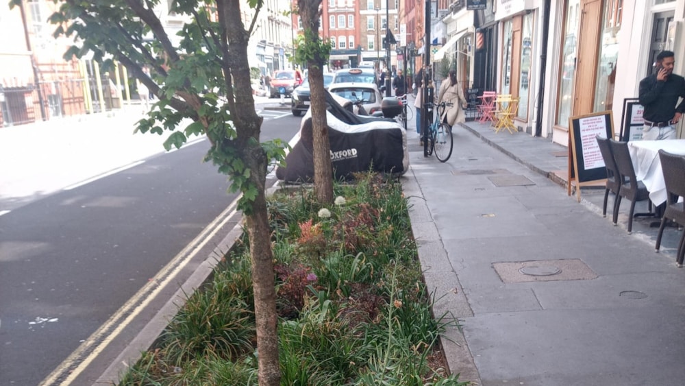 Harley Street BID supports replanting of sustainable rain gardens across Marylebone