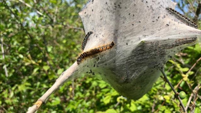 NOW - Caterpillar silk nest on branch: NOW - Caterpillar silk nest on branch